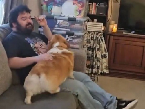 体格のいい男性がコーギー犬に圧倒されてしまうとき
