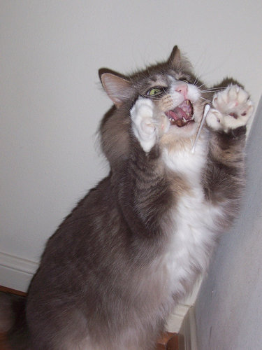 猫の綿棒キャッチ03