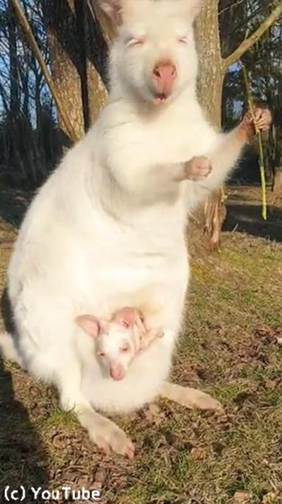 アルビノのワラビー親子のひなたぼっこが美しい03