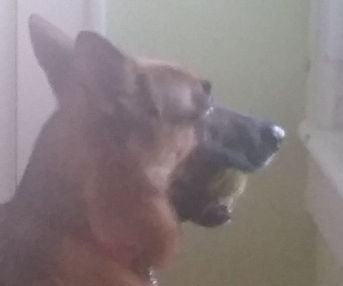 妻の帰りが遅かった時の犬02