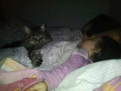 女の子を守る猫10