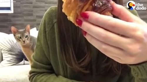 猫「クロワッサンください」06