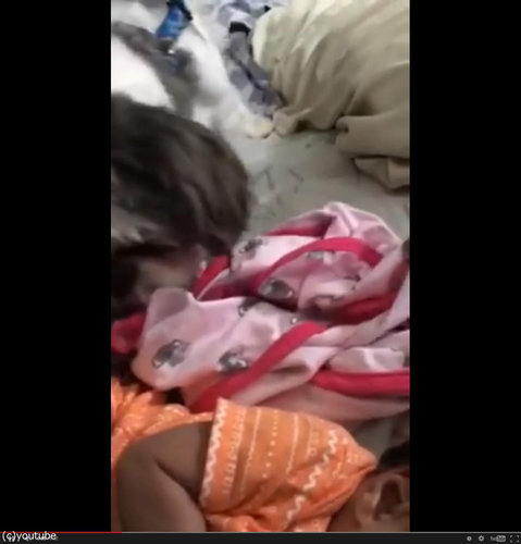 赤ちゃんにブランケットを掛けてあげる犬02