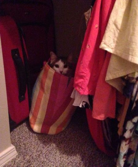 うちの猫じゃない11