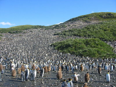 12万羽のペンギン