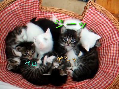 カゴいっぱいの子猫