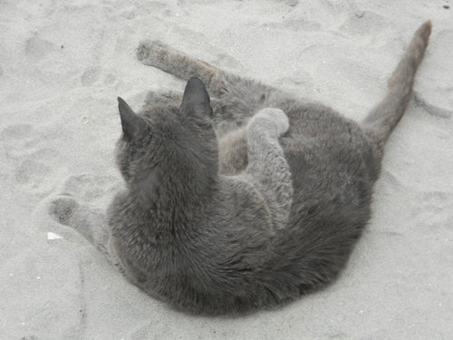 夏を満喫する猫06