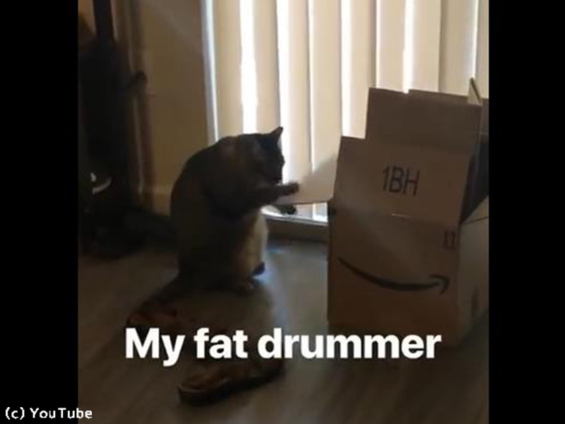 ダンボールに夢中の猫 ドラムのようにひたすら叩き続ける 動画 らばq ダンボールに夢中の猫 ドラムのようにひたすら叩き続ける 動画 らばq