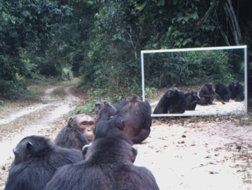 野生動物と鏡01