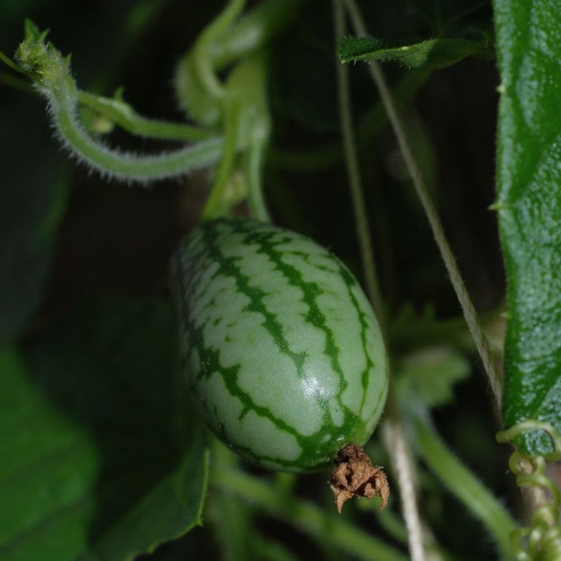 きゅうりメロン って知ってる きゅうり と すいか に似た奇妙な食べ物 らばq