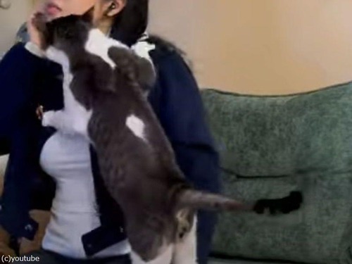 隙あらば「抱っこして！」こんなに人間が大好きな猫がいるだろうか（動画）