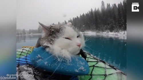 ���ʥ����缫���˱Ǥ���ġ������ȥɥ��繥���˥��02