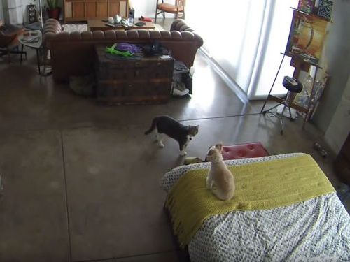 犬ににらみを利かす猫05