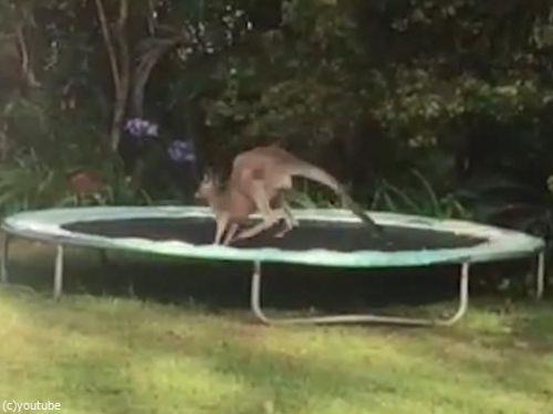 カンガルーがトランポリンを理解していないとき02