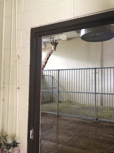 動物たちの声が聞こえてくるとき12