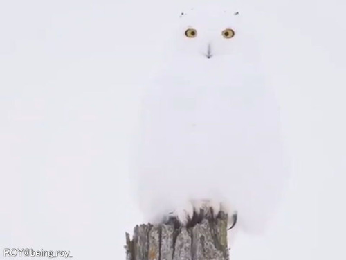 雪の日のシロフクロウは…ほとんど見えない！