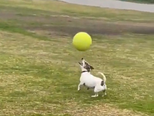 この犬のボールバランスが抜群