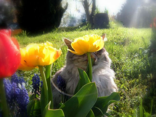 02かくれんぼする猫たち