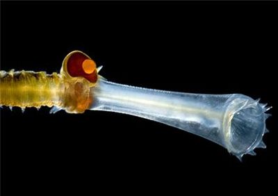 透明な海洋生物-ウミケムシの頭