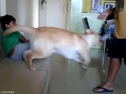 犬が男の子を父から救おうとする06