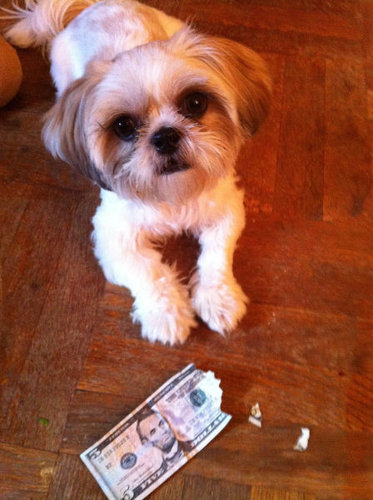 ペットのいたずら02