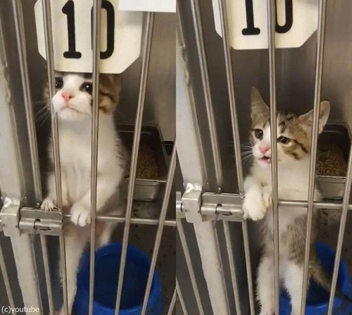 ��������ݸ���ߤˤ�����Ĥ���ǭ��Ϣ��Ƶ��ä�02