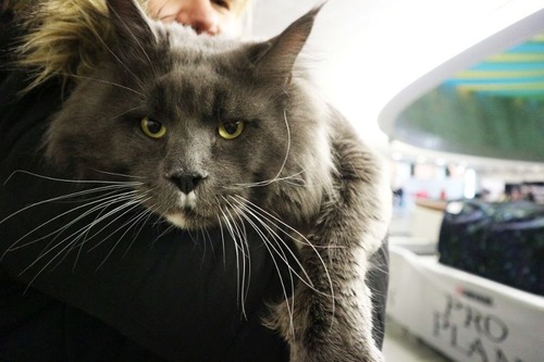 ¥¦¥¯¥é¥¤¥Ê¤Î¤Ç¤Ã¤«¤¤Ç¥³¥ó¥Æ¥¹¥È05