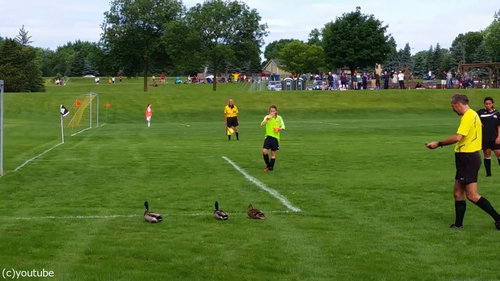 サッカーの試合中にマガモが乱入03