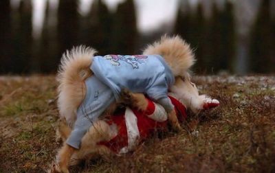 子犬の対決13