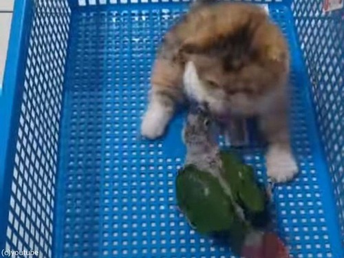 「子猫とインコが買い物かごの中で対決してた…」→結果はかわいいだけだった（動画）