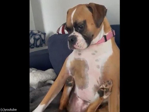 両足を同時に使ってかゆいところをかく犬