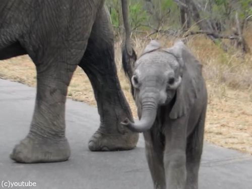 赤ちゃんゾウを守る母親ゾウ04
