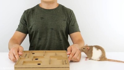 ڥåȤΤ˺äޥꥪϩ01