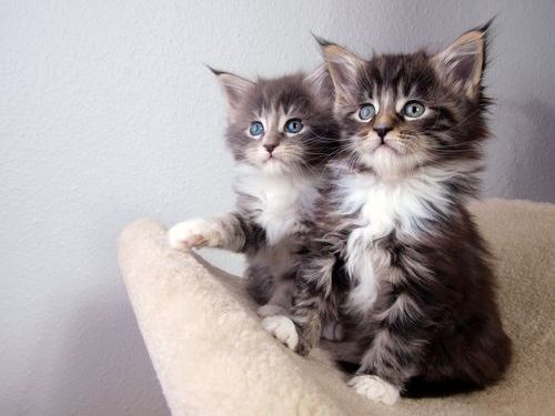 猫のために作ったもの00