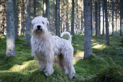 Soft-coated Wheaten Terrier