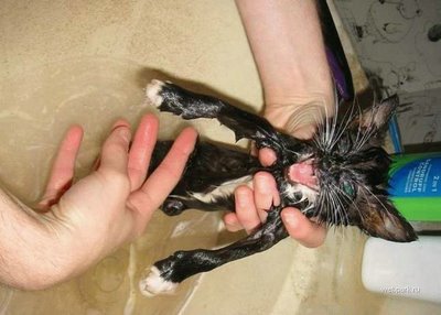 びしょ濡れの動物たち10