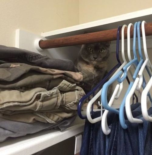 帰宅したら…見知らぬ猫がいる01