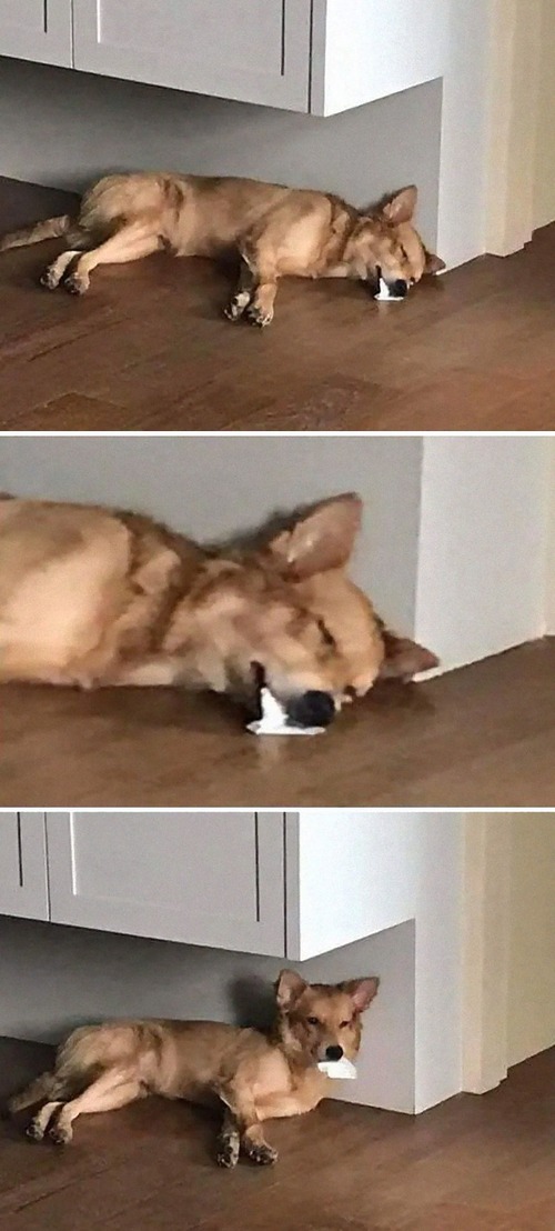 �����礬����ȴ�����������ڥåȤ���14