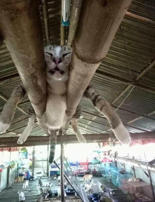 猫はどこでも寝る12