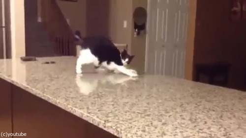 「この猫に…何が起きてるの!」01