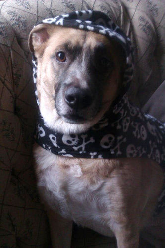 うちの犬が雨の日に外に出る格好01