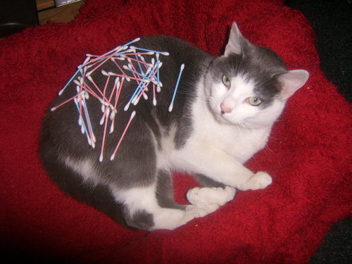 猫の綿棒キャッチ13