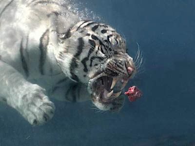 泳ぐ虎10