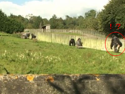 人間っぽいゴリラ