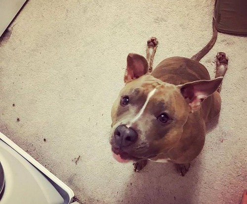 世界一奇妙な姿勢で寝る犬02