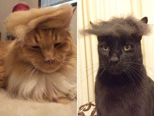 ブラッシングした猫の抜け毛をかつらに08