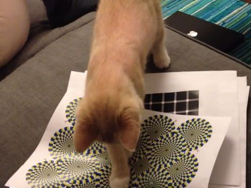 ǭ���ܤκ���01