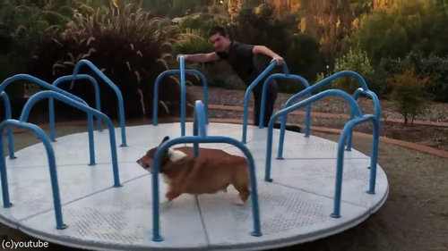 まわるコーギー犬01