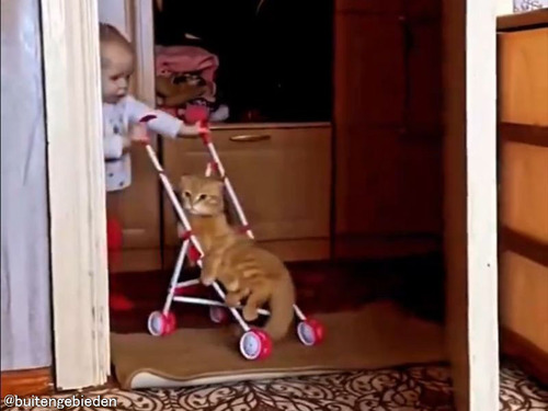 猫とおままごとをする女の子の赤ちゃん、与えた役目は…