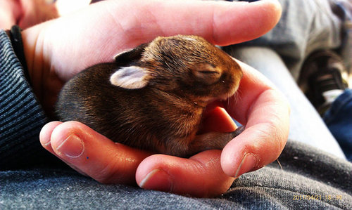 �����ưʪ�֤����13